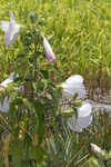 Swamp rosemallow